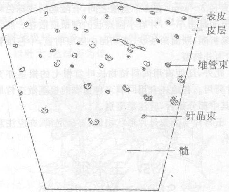 154. 玉竹